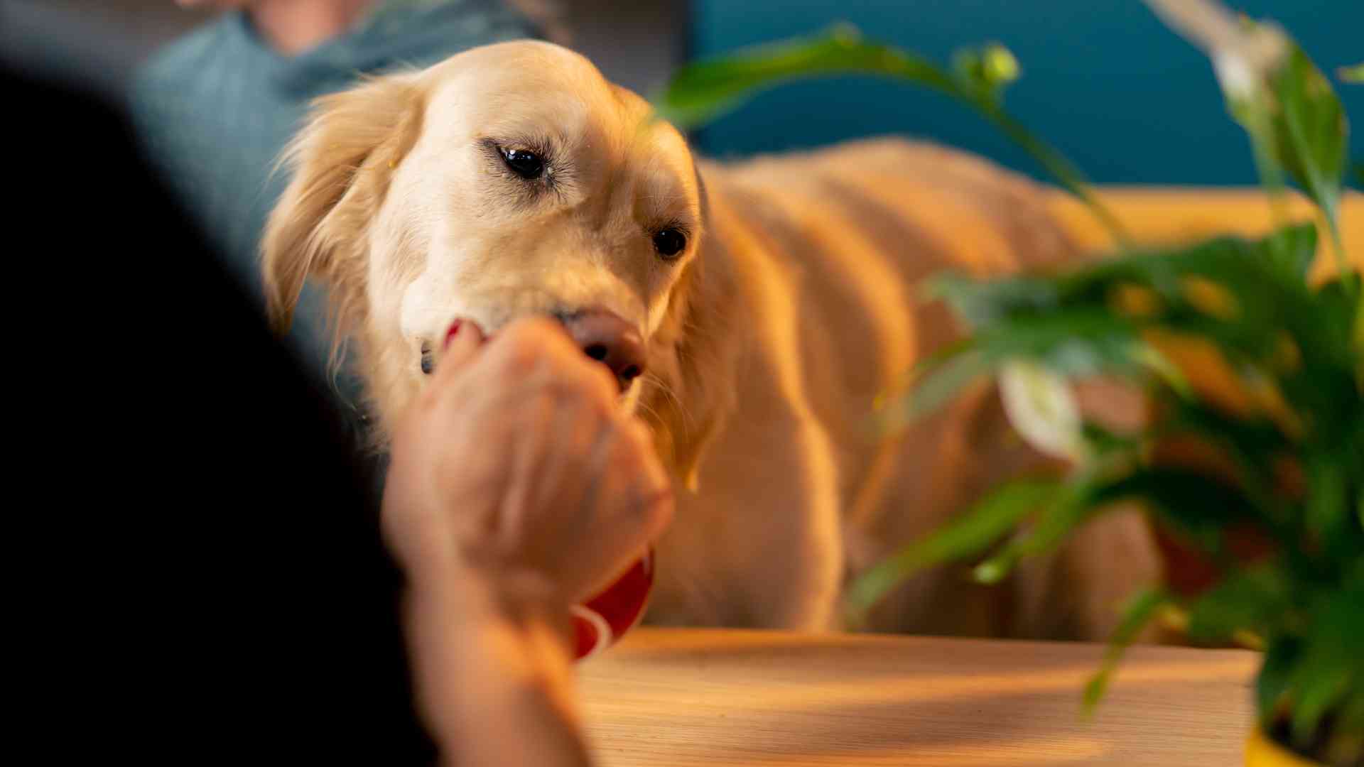  Perro provocar vomito